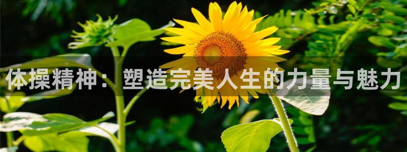逐梦国际体育在线注册
